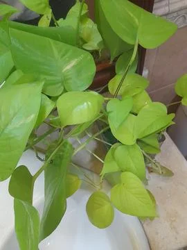 Green Leaf Foto stock