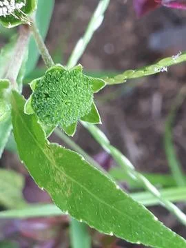 Green leaf Stock Photos