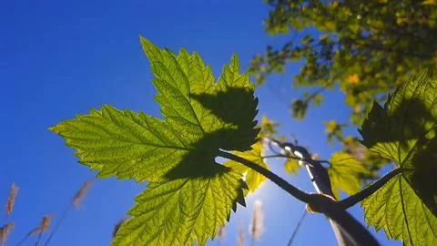 Green Leaf Stock Photos