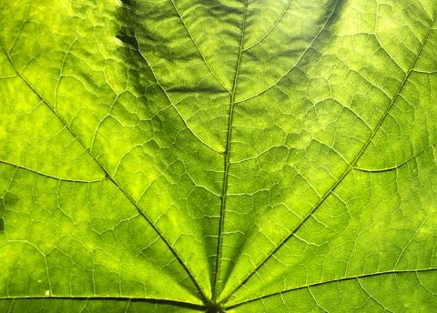 Green leaf Foto stock