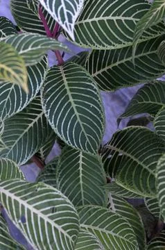 Green leaf Фото