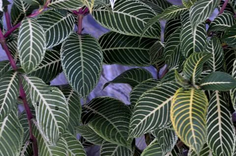 Green leaf Photos