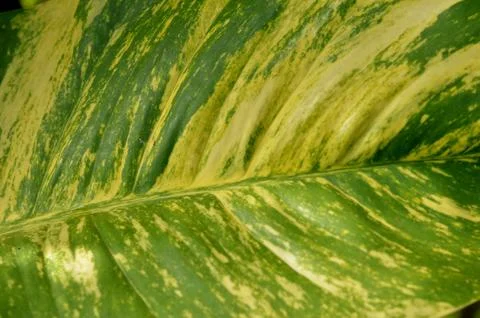 Green leaf Stock Photos