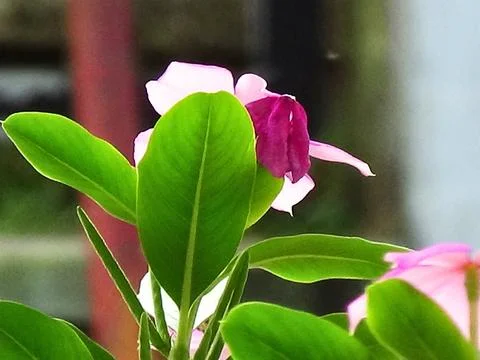 Green leaf Stock Photos