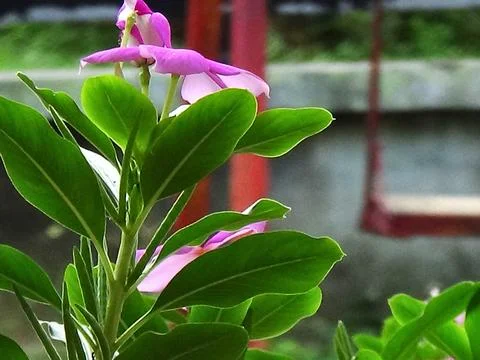 Green leaf Stock Photos