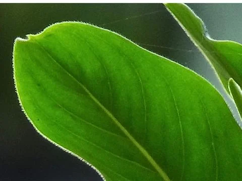 Green leaf Stock Photos