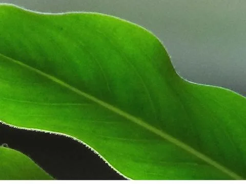 Green leaf Stock Photos