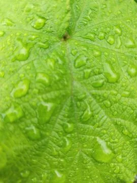 Green leaf Stock Photos