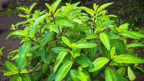 Green leaf Stock Photos