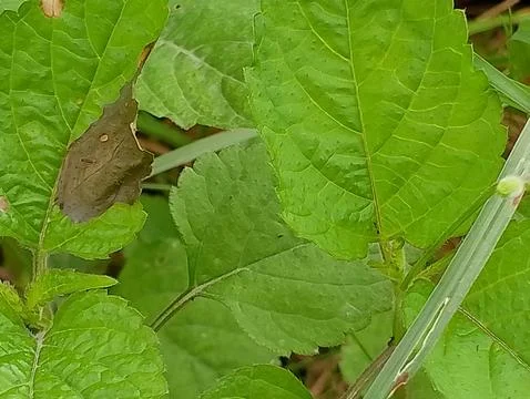 Green leaf Foto stock