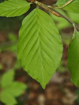 Green leaf Stock Photos