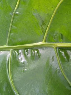 Green leaf Stock Photos