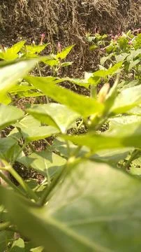 Green leaf Foto stock