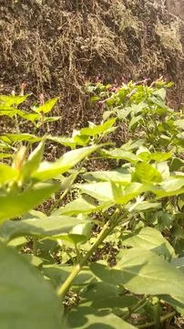 Green leaf Foto stock