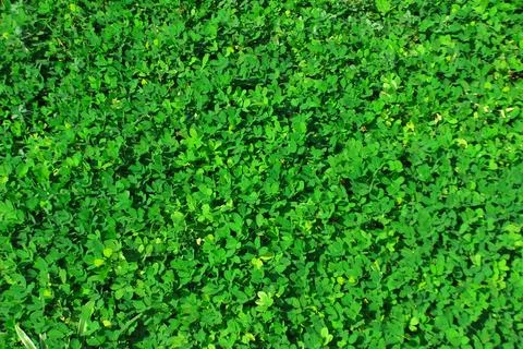 Green-leaf Stock Photos