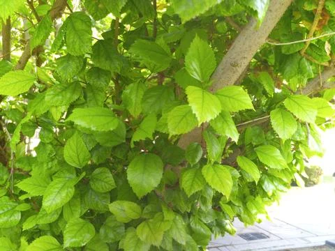 Green leaf. Foto stock