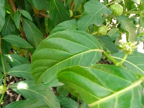 Green Leaf Stock Photos