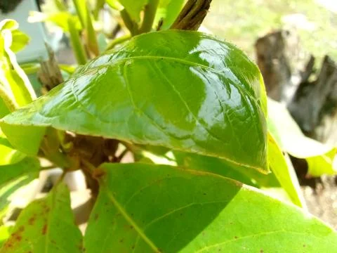 Green Leaf Stock Photos
