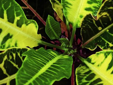 The Green Leaf Stock Photos