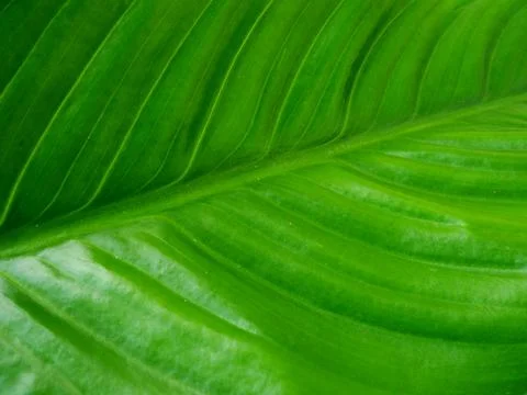 Green leaf Stock Photos