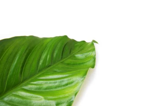 Green leaf Stock Photos