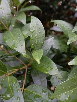 Green leaf Stock Photos