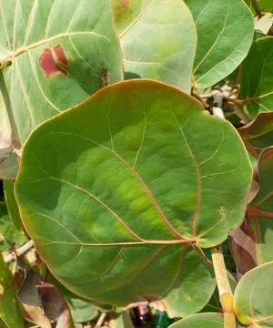 Green leaf Stock Photos
