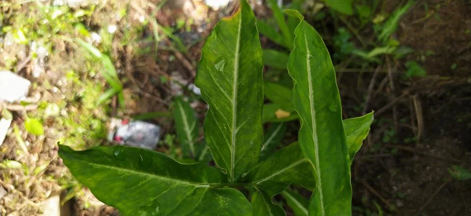 Green leaf Stock Photos
