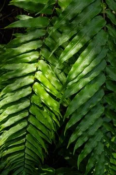 Green leaf Stock Photos