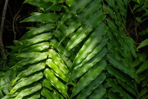 Green leaf Stock Photos