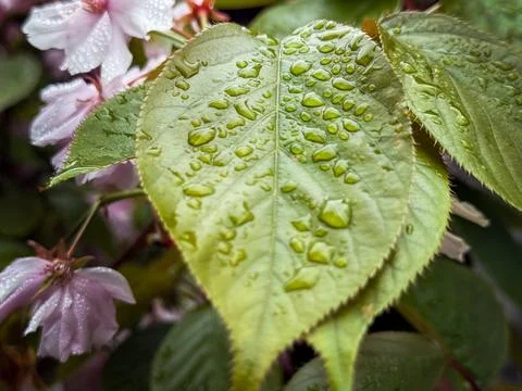 Green leaf Stock Photos