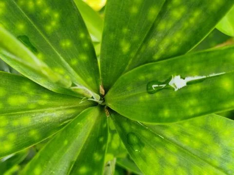 Green leaf Foto stock