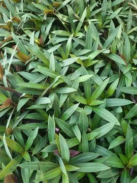Green leaf Stock Photos