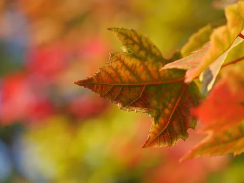 Green Leaf Stock Photos