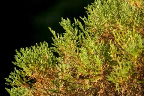 Green leaf of Pine tree Stock Photos