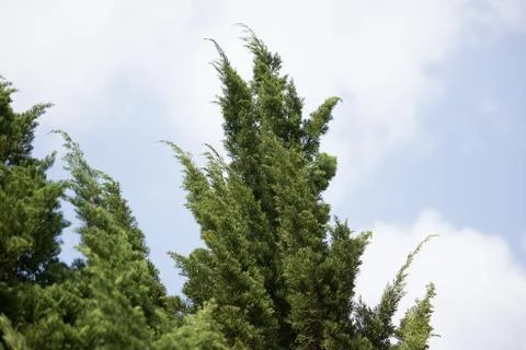 Green leaf of Pine tree Stock Photos