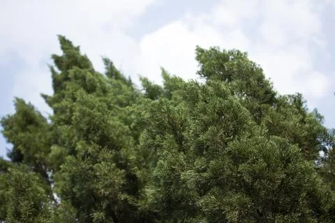 Green leaf of Pine tree Stock Photos