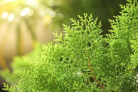 Green leaf of Pine tree Stock Photos