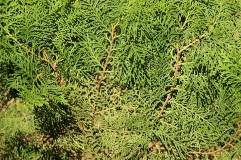 Green leaf of Pine tree Stock Photos