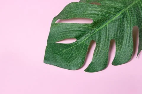 Green leaf on a pink background. Background for design. Stock Photos
