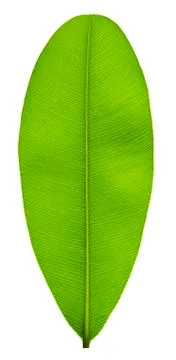 Green leaf with pinnately  parallel  venation pattern Foto stock