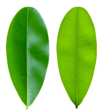 Green leaf with pinnately  parallel  venation pattern Stock Photos