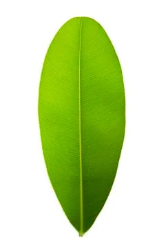 Green leaf with pinnately  parallel  venation pattern Stock Photos