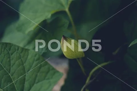 Green leaf plant being born Stock Photos