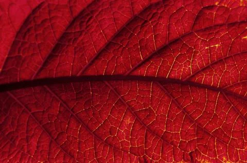 Green leaf of a plant, close-up, background. Stock Photos