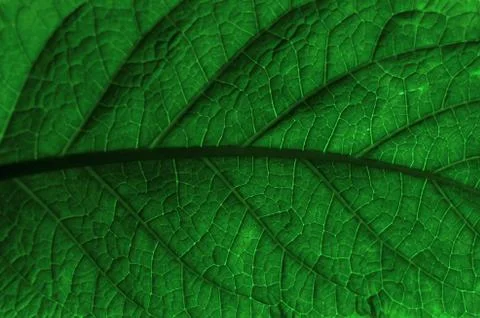 Green leaf of a plant, close-up, background. Stock Photos