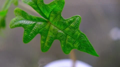 Green Leaf Plant 库存影片 158489263