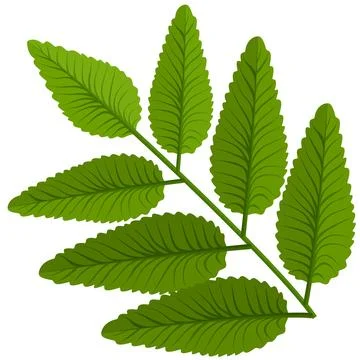 Green leaf plant Stock Illustration