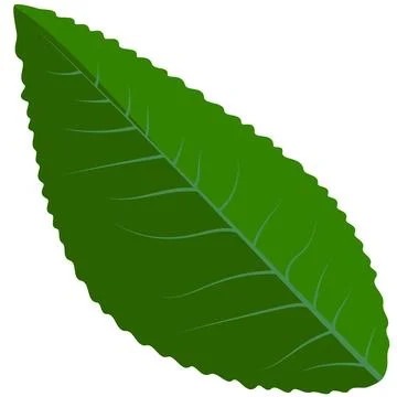 Green leaf plant Stock Illustration
