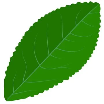 Green leaf plant Stock Illustration